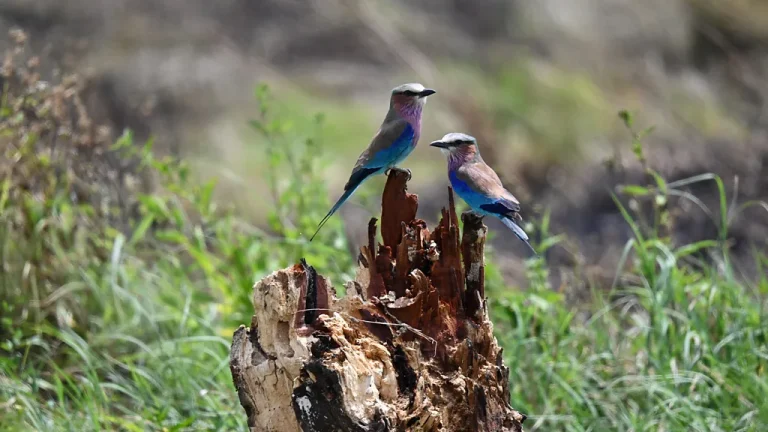 Birds