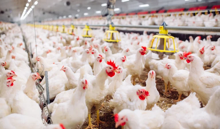 Guide to Profitable Broiler Chicken Farming in Uganda