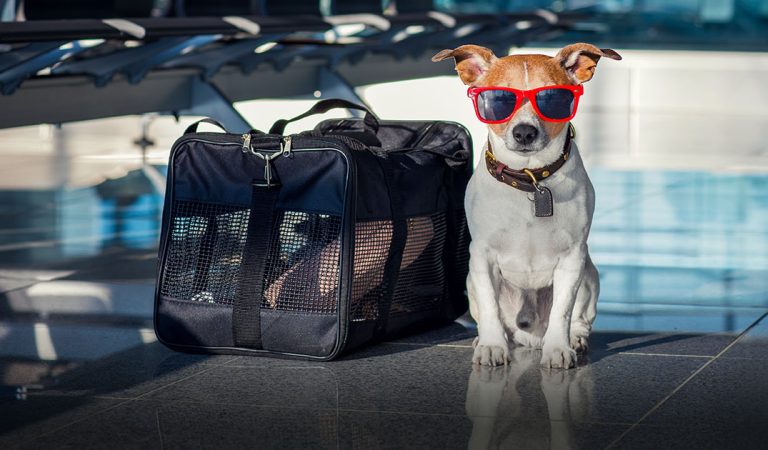 Traveling Internationally with Your Dog: Complete Guide