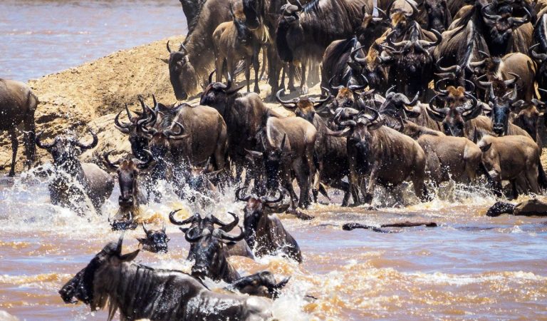 Best Time to Visit Africa: A Seasonal Travel Guide