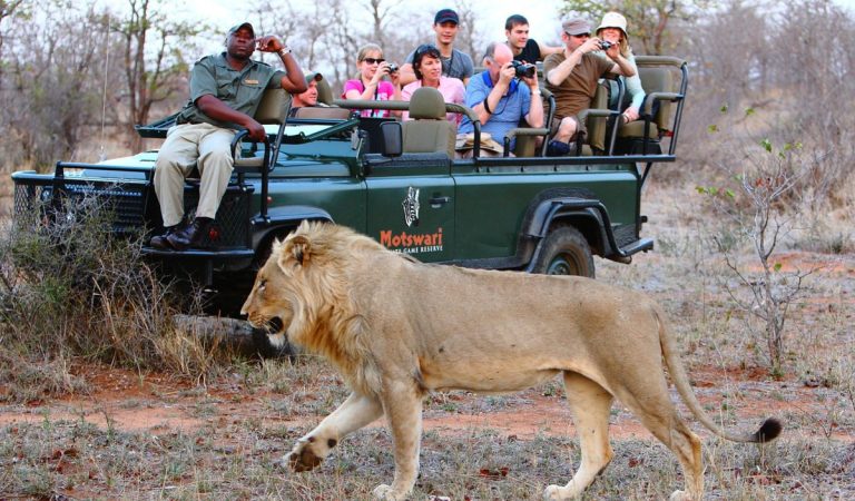 The Ultimate Guide to Planning Your African Safari Adventure