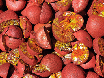 How to Chew Betel Nut in Papua New Guinea
