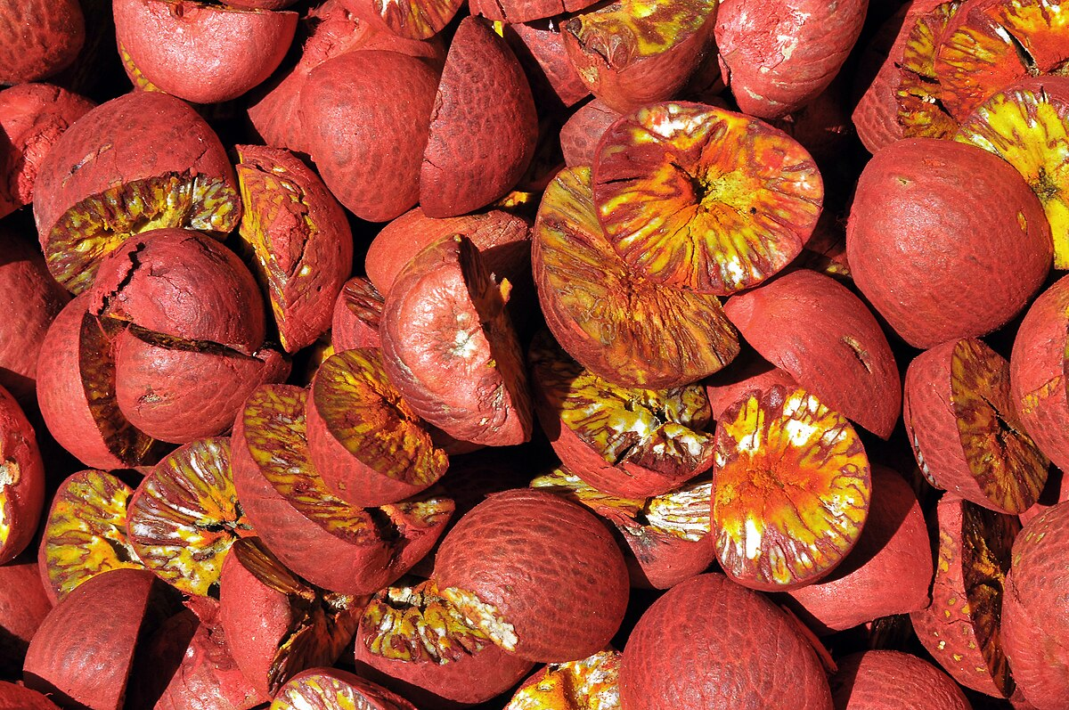 How to Chew Betel Nut in Papua New Guinea