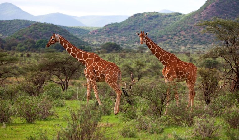 Kenya Weather: What to Expect Throughout the Year