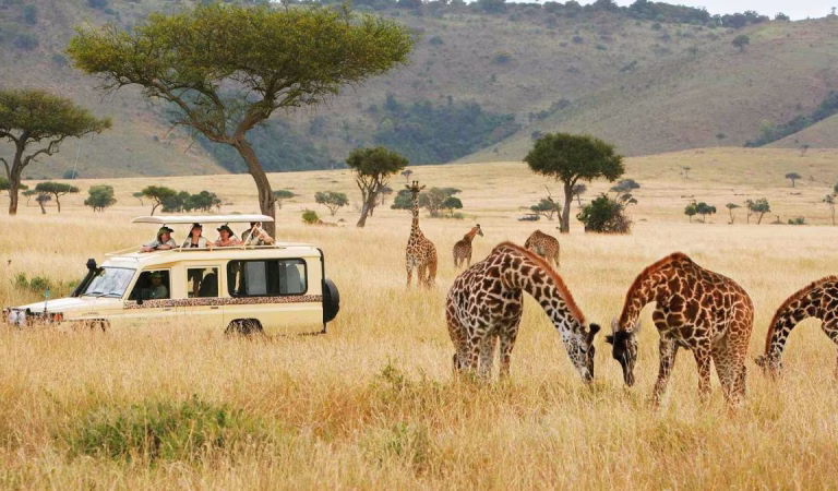 Kenya Safari Seasons: When to Go for the Best Wildlife Experience